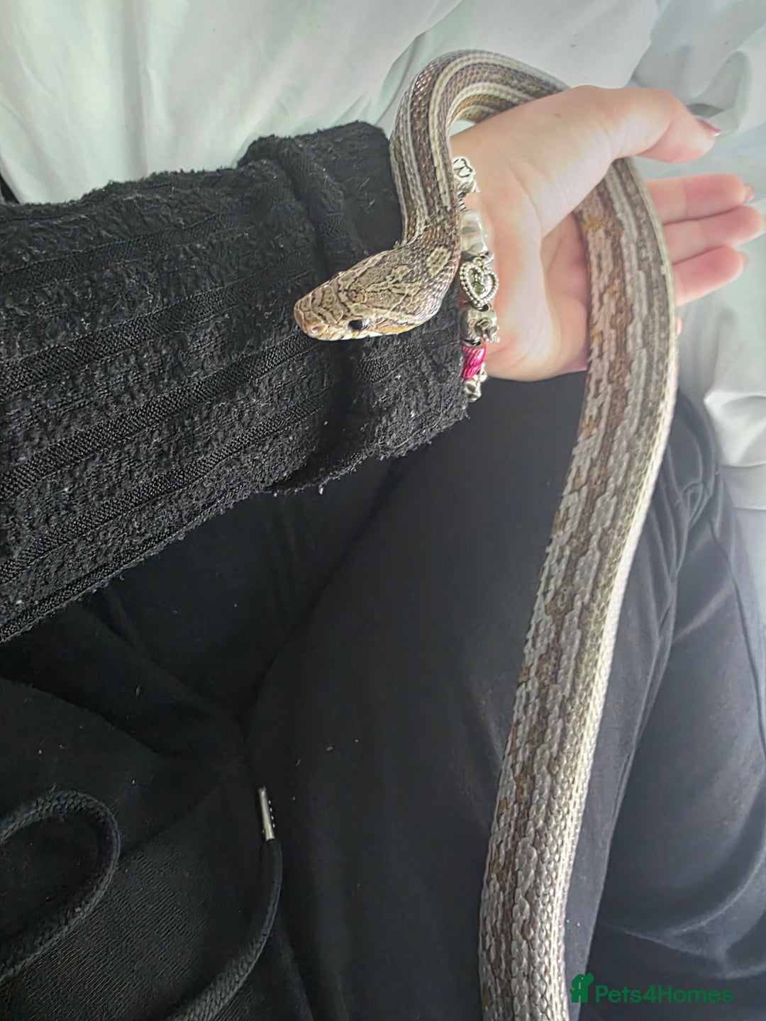 Corn Snake reptiles for sale: Tessera Corn Snake Looking for home  - Advert 10