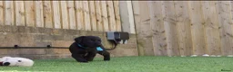 Labrador Retriever dogs for sale: KC registered stunning black labradors  in Heywood - Advert 17