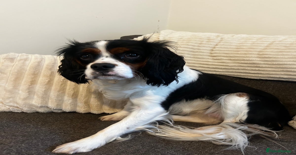 Cavalier King Charles girl for sale in Stowmarket Pets4Homes