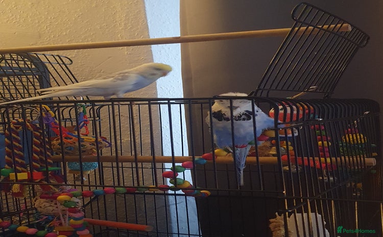 Budgerigars birds - Advert 1