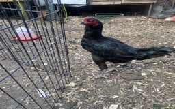 Chickens poultry for sale: Aseel cross cockerel, aseel hens & shamo hen in London - Image 1