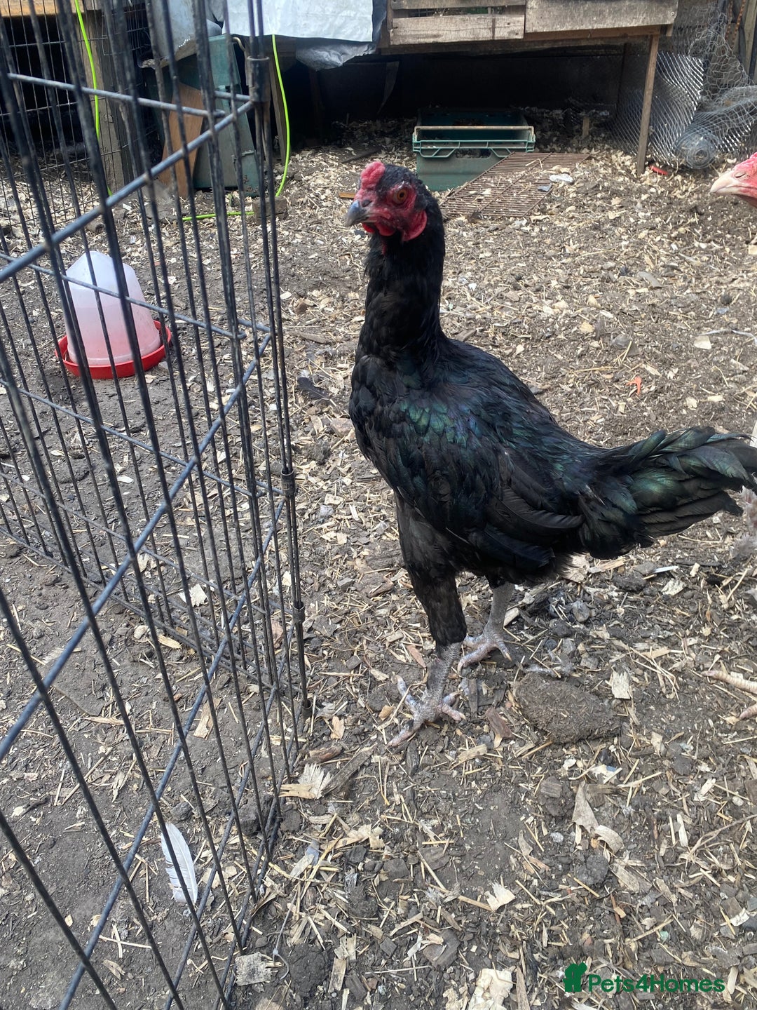 Chickens poultry for sale: Aseel cross cockerel, aseel hens & shamo hen in London - Image 1