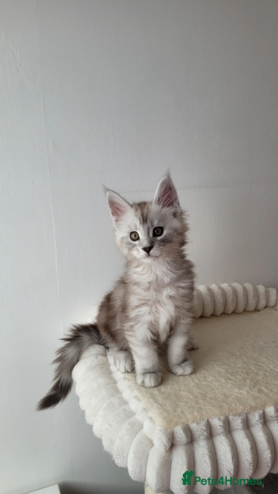 Maine Coon cats for sale: Tica registered Maine coon kittens  - Advert 22