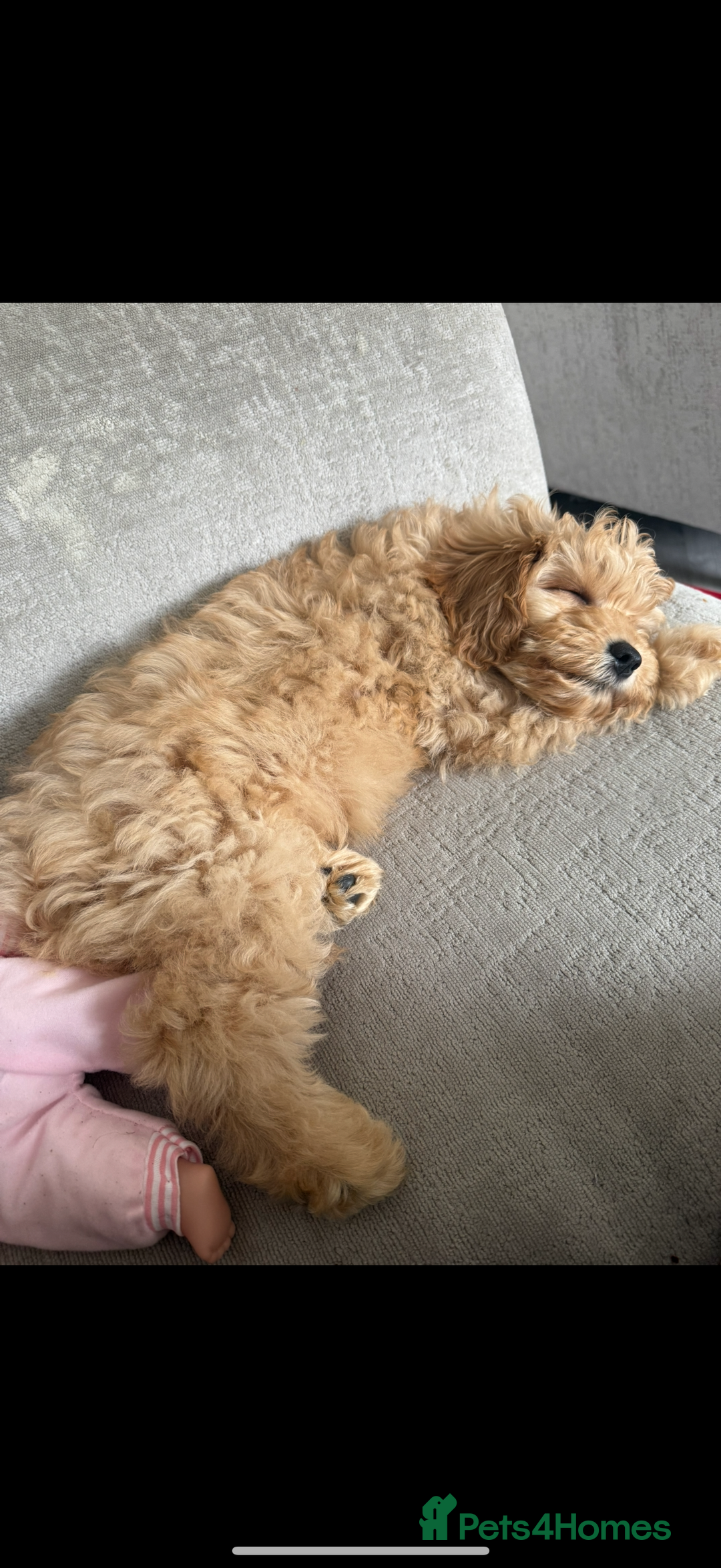 Mixed Breed dogs for sale: Cavapoochon Sadly re homing  - Image 5