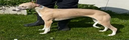 Whippet dogs for sale: Top Quality Whippet puppies - Advert 1
