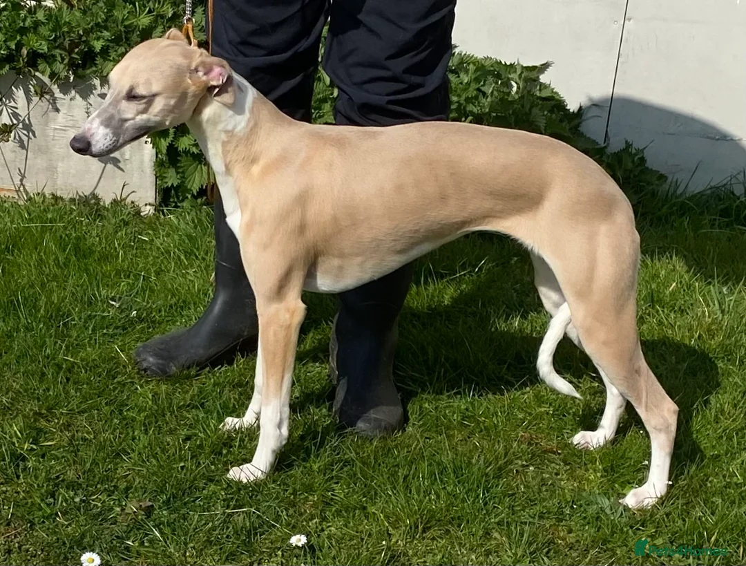 Whippet dogs for sale: Top Quality Whippet puppies - Advert 1