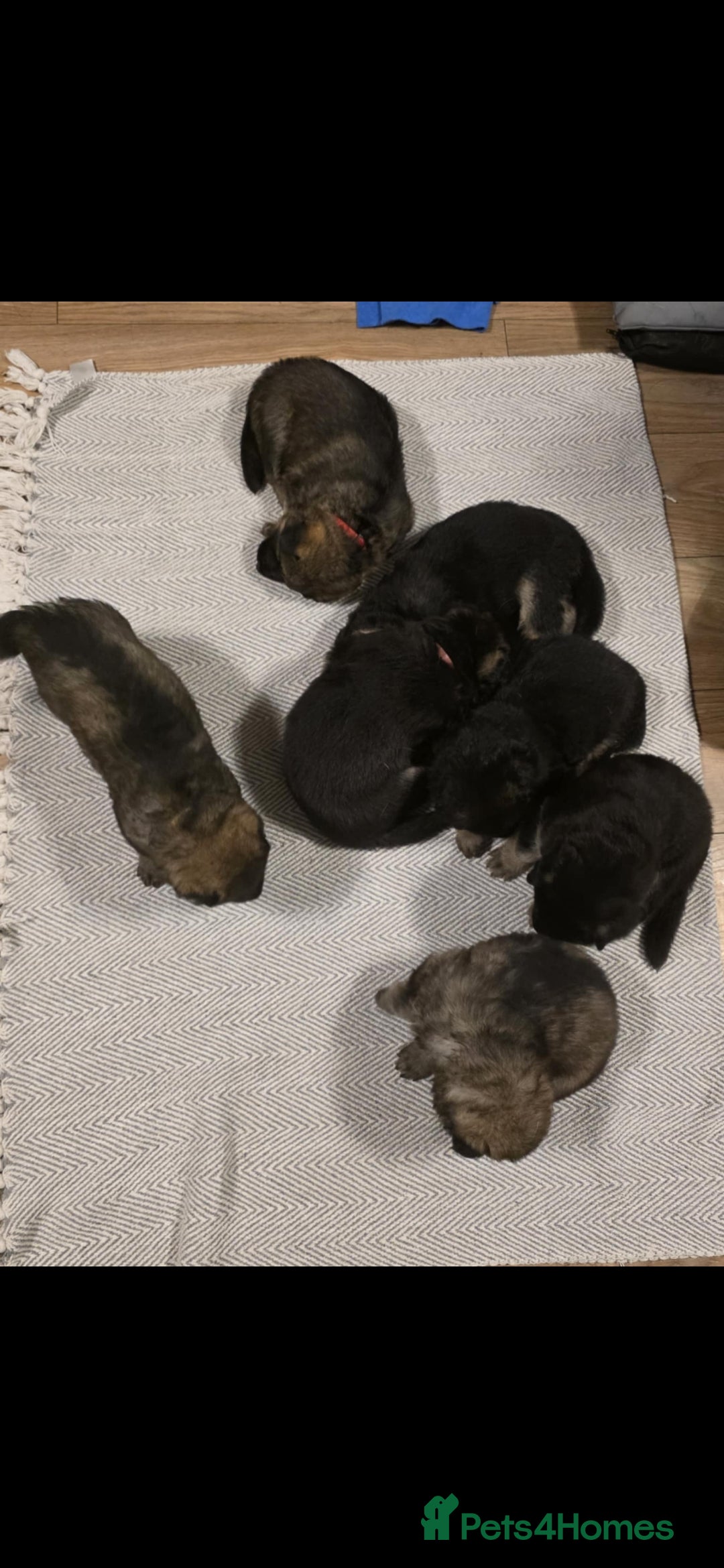 German Shepherd dogs for sale: German shepard puppies  - Image 4