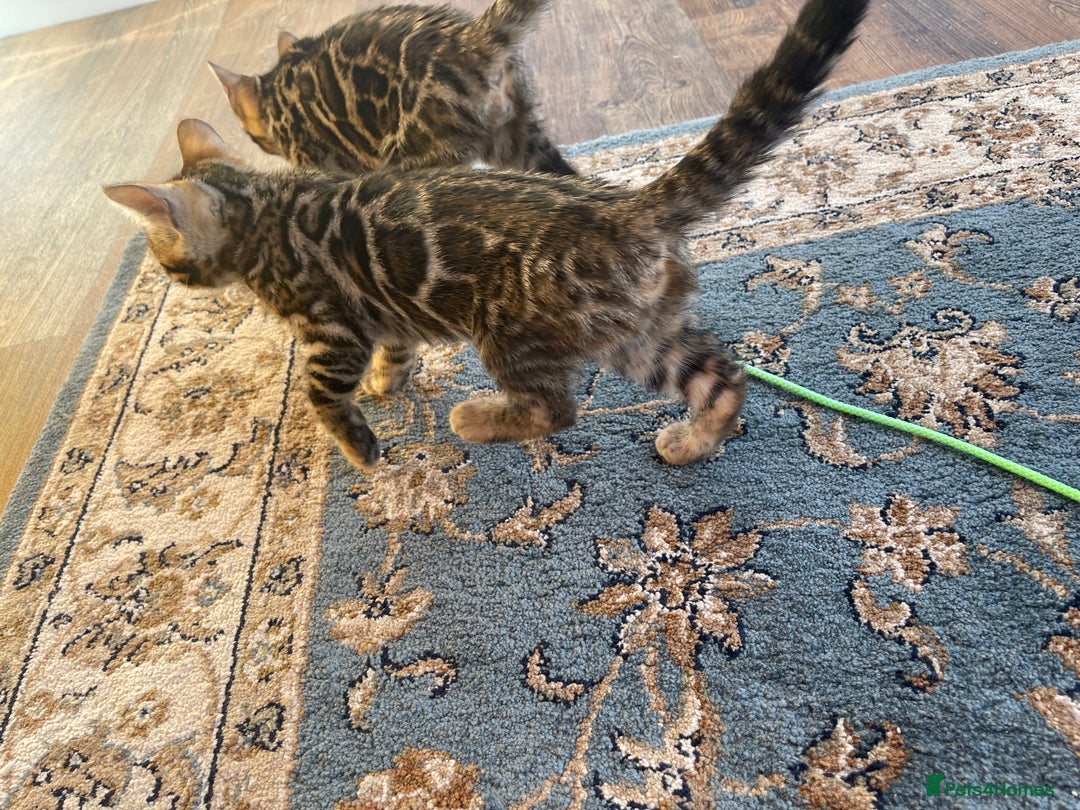 Bengal cats for sale: Bengal kitten girl for sale-Stunning 3-color Roset - Advert 13