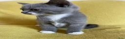 British Shorthair cats for sale: British shorthair girl - Advert 5