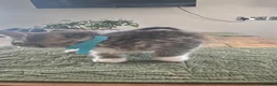 Ragdoll cats for sale: X5 Beautiful Ragdoll X kittens for sale  - Advert 17