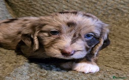 Mixed Breed dogs for sale: Female cockapoo cross  - Image 2