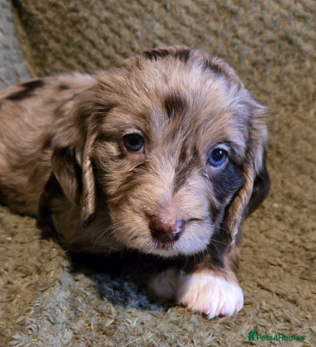 Mixed Breed dogs for sale: Female cockapoo cross  - Image 2