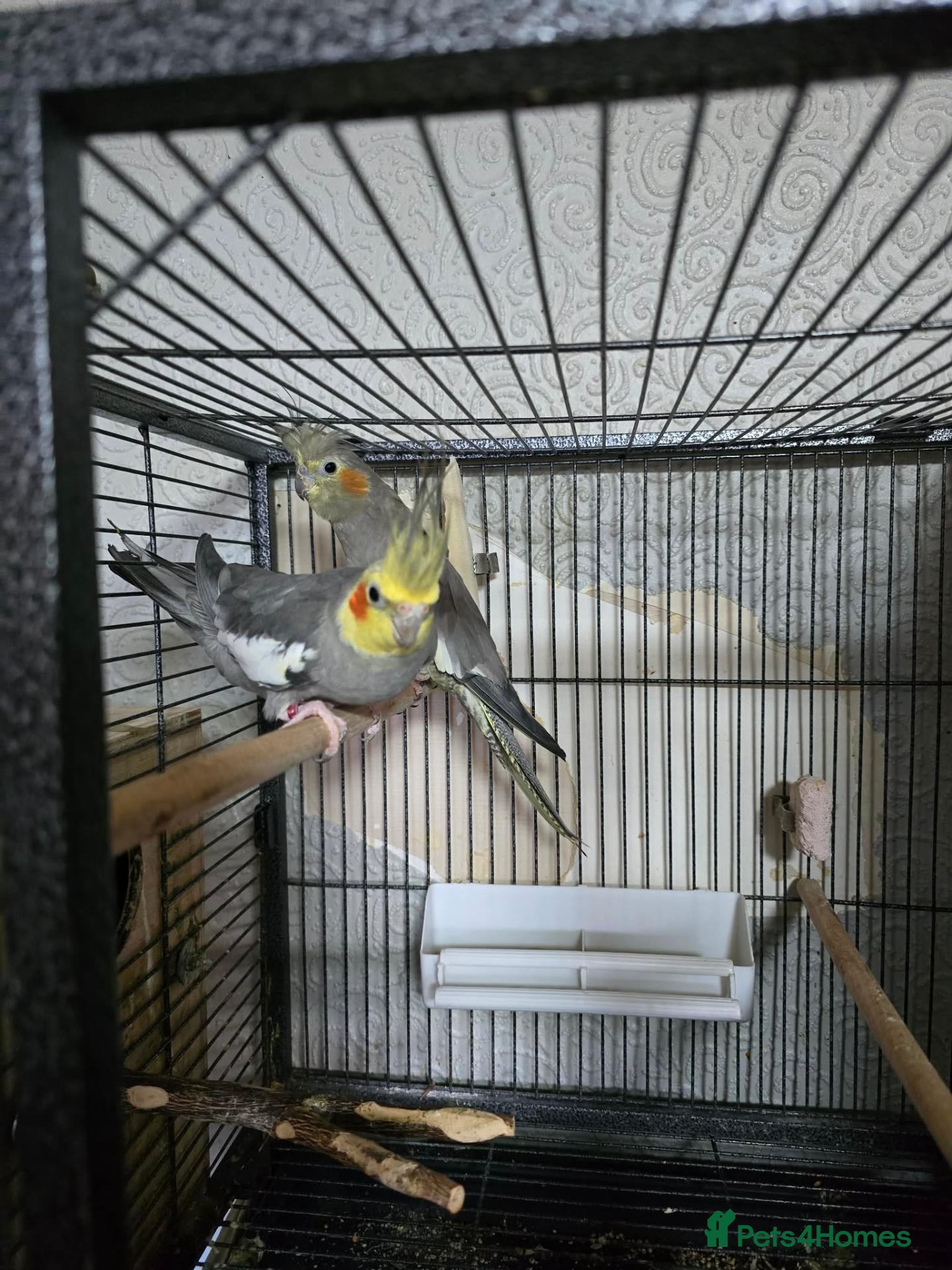 Cockatiels birds Beautiful proven grey cockatiel pair (2024 rings) - Advert 1