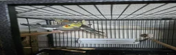 Cockatiels birds for sale: Beautiful proven grey cockatiel pair (2024 rings) - Advert 1