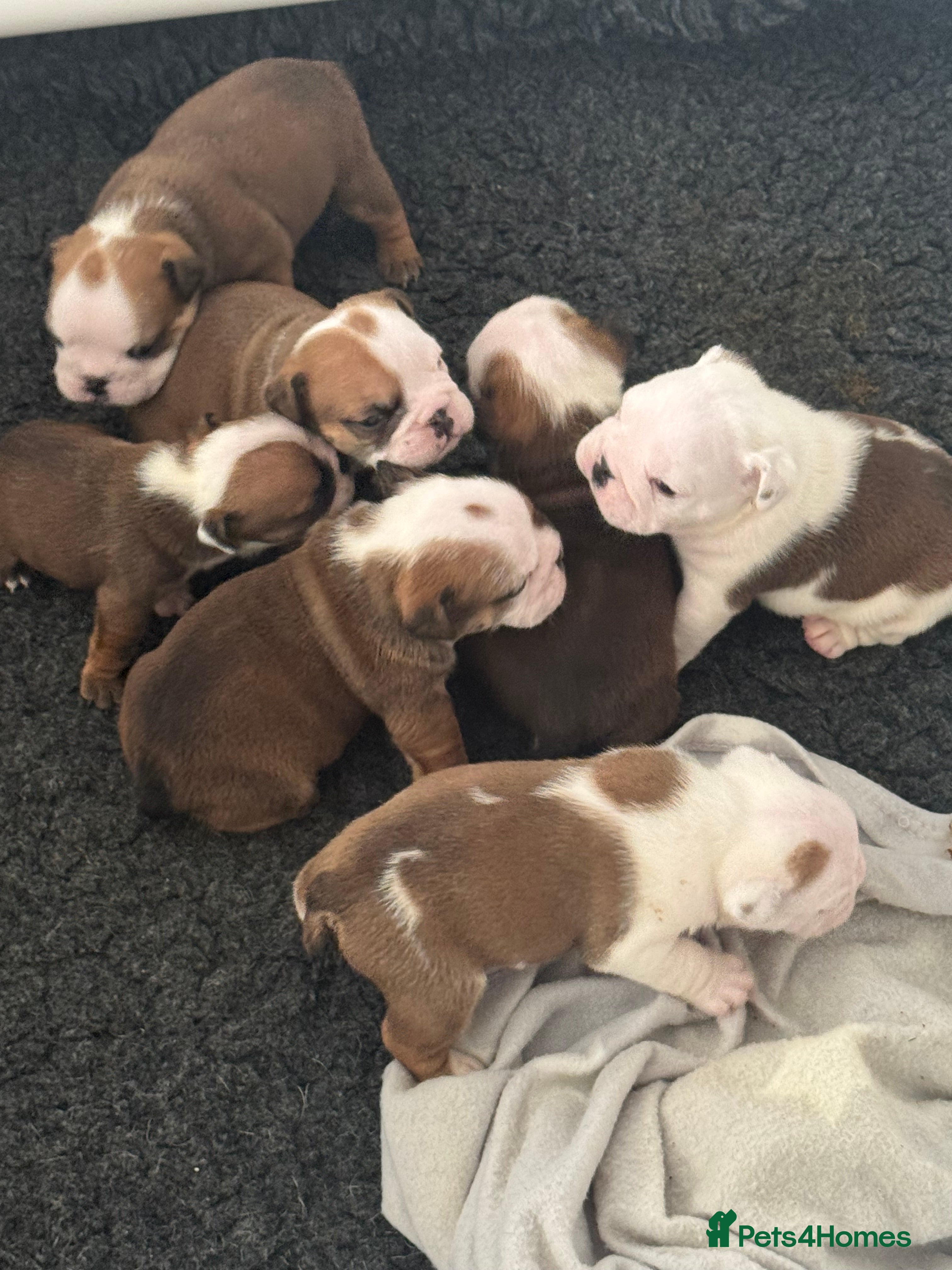English Bulldog dogs KC REG Red and White Traditional  Bulldog Puppies  - Advert 3