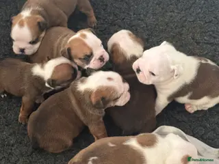 English Bulldog dogs KC REG Red and White Traditional Bulldog Puppies - Advert 3