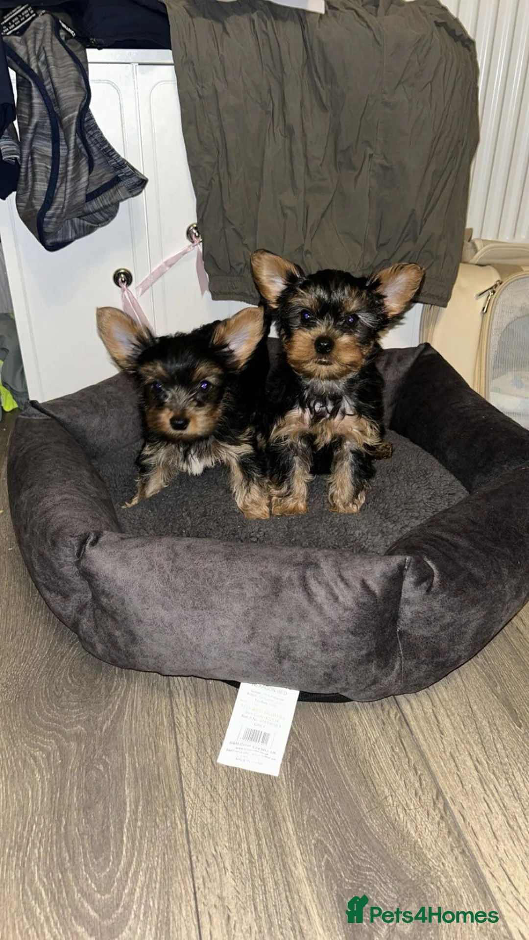 Yorkshire Terrier dogs for sale: Tiny Yorkshire terriers - Advert 3