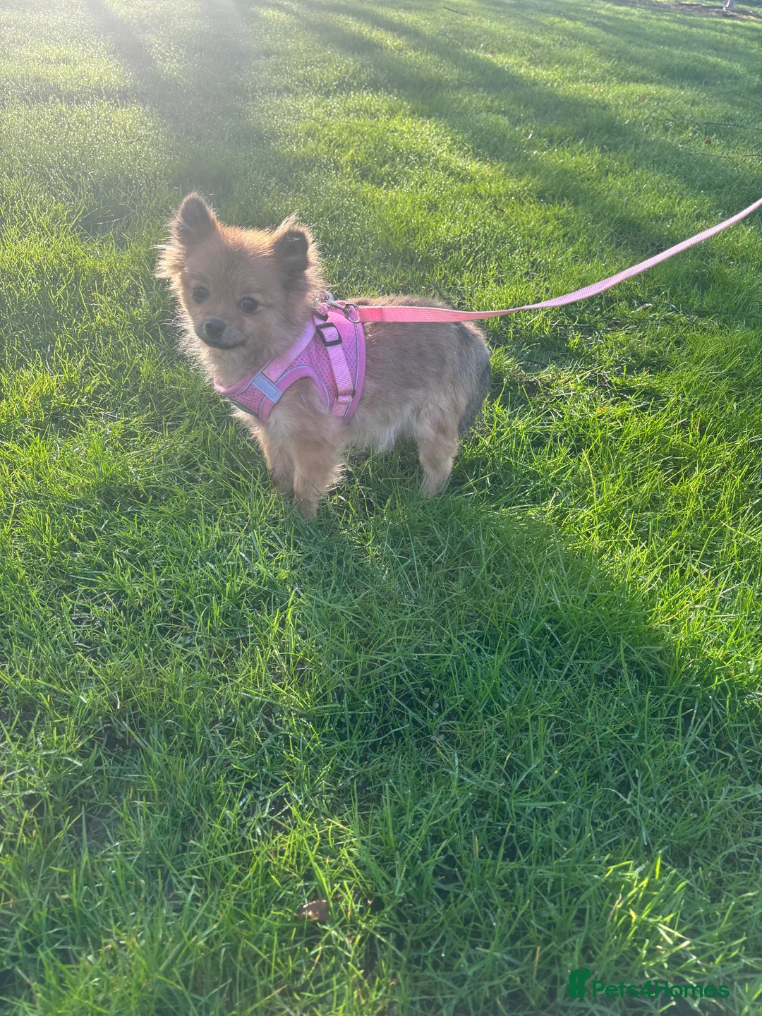 Pomeranian dogs for sale: Beautiful Adult Pomeranian Girl - Advert 7