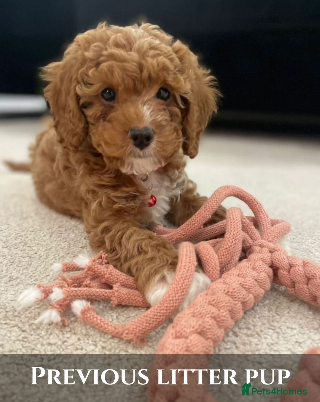 Cavapoo dogs for sale: 5 Beautiful Deep Red F1B Cavapoo Pups - Advert 7
