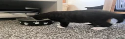Mixed Breed cats for sale: 4 lovely kittens  - Advert 11