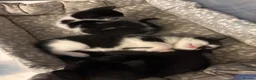 Mixed Breed cats for sale: Beautiful Kittens. 1 boy🖤-2 girls🤍 in Slough - Advert 9