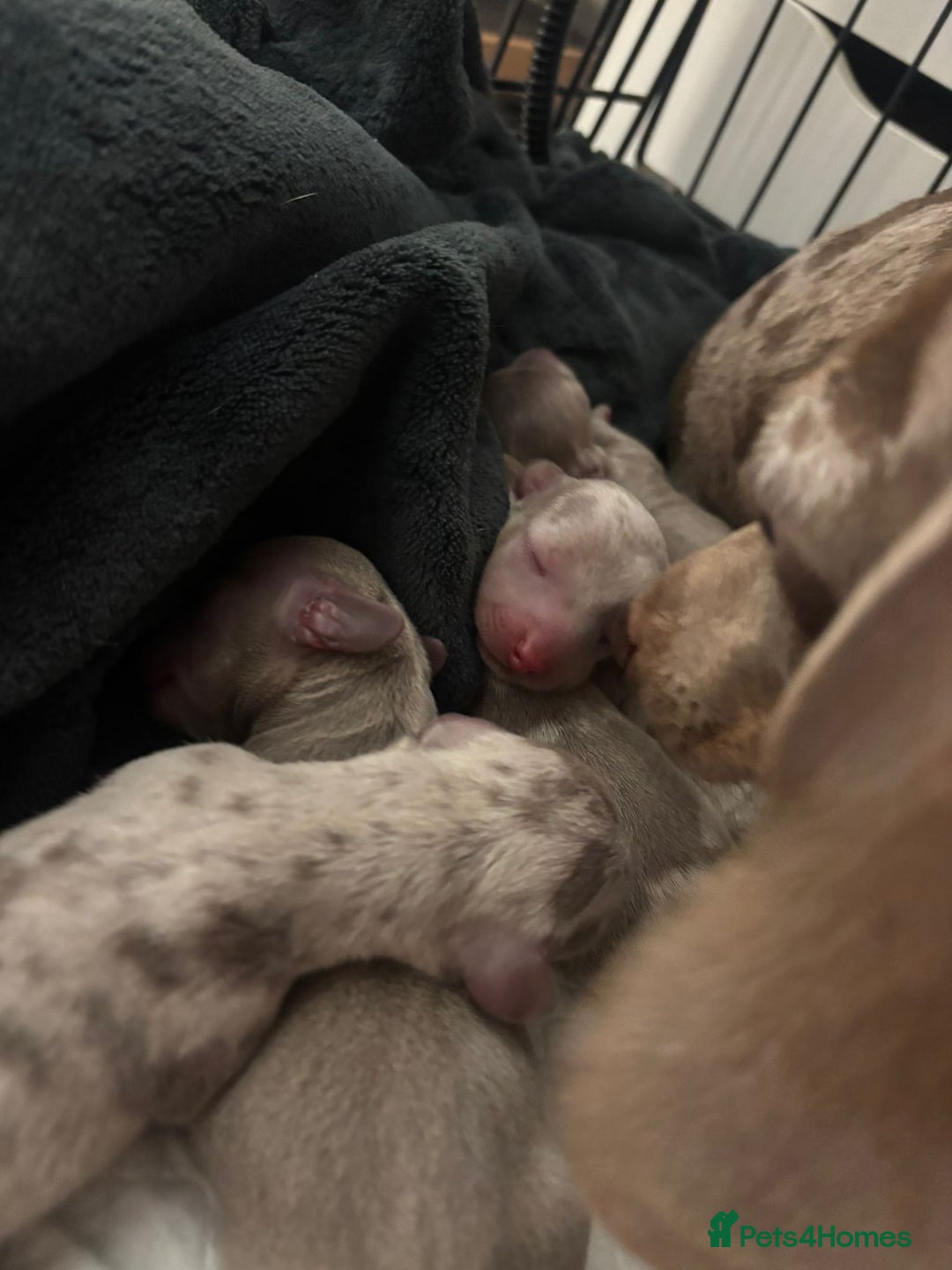 Dachshund dogs for sale: Gorgeous Litter - Isabella Dapple / Isabella Tan - Advert 7