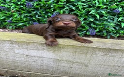 Miniature Dachshund dogs for sale: Long Haired Miniature Dachshund puppies - Image 16