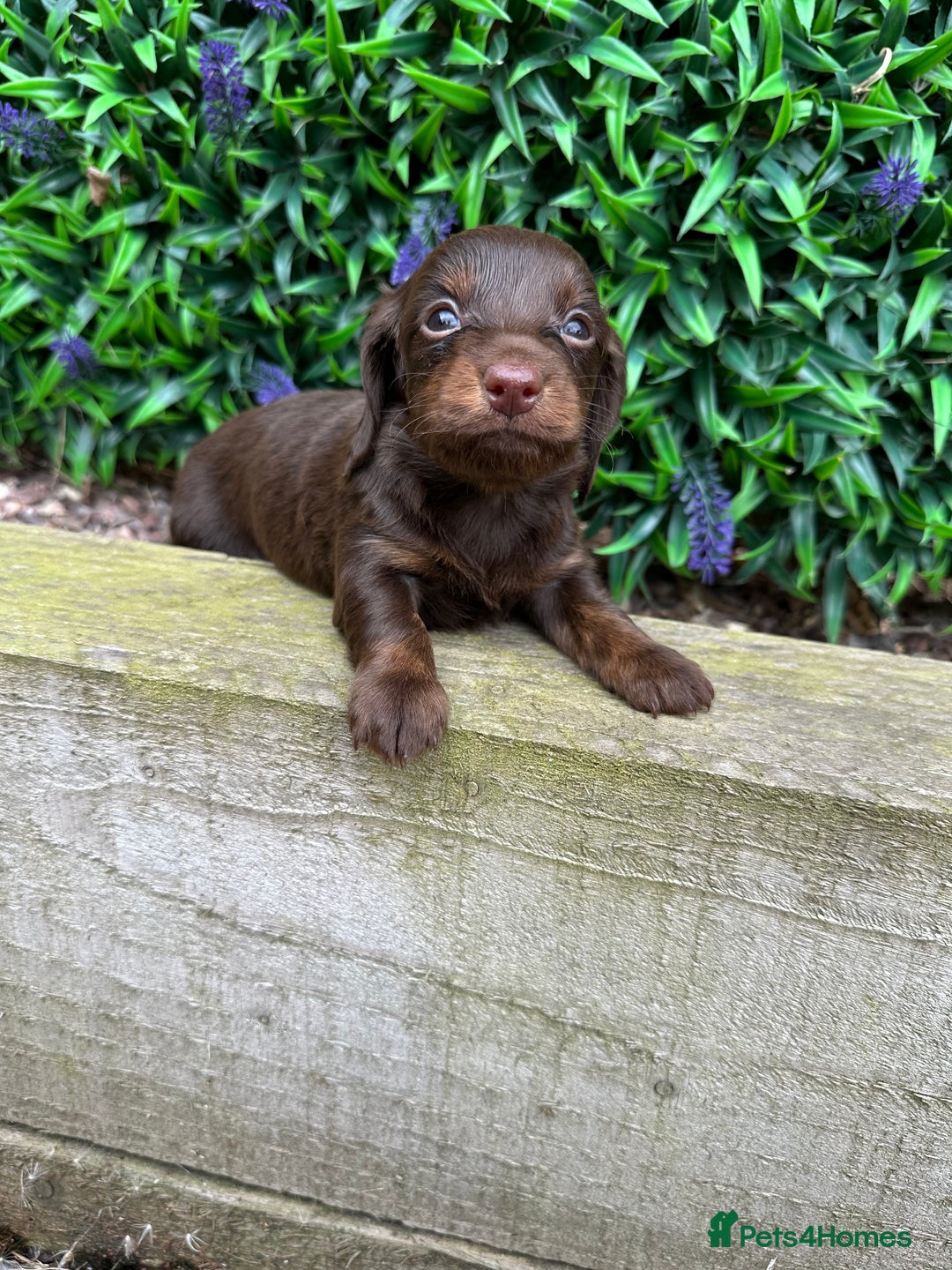 Miniature Dachshund dogs for sale: Long Haired Miniature Dachshund puppies - Image 16