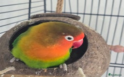 Lovebirds birds for sale: 2 lovebirds for sale - Image 3