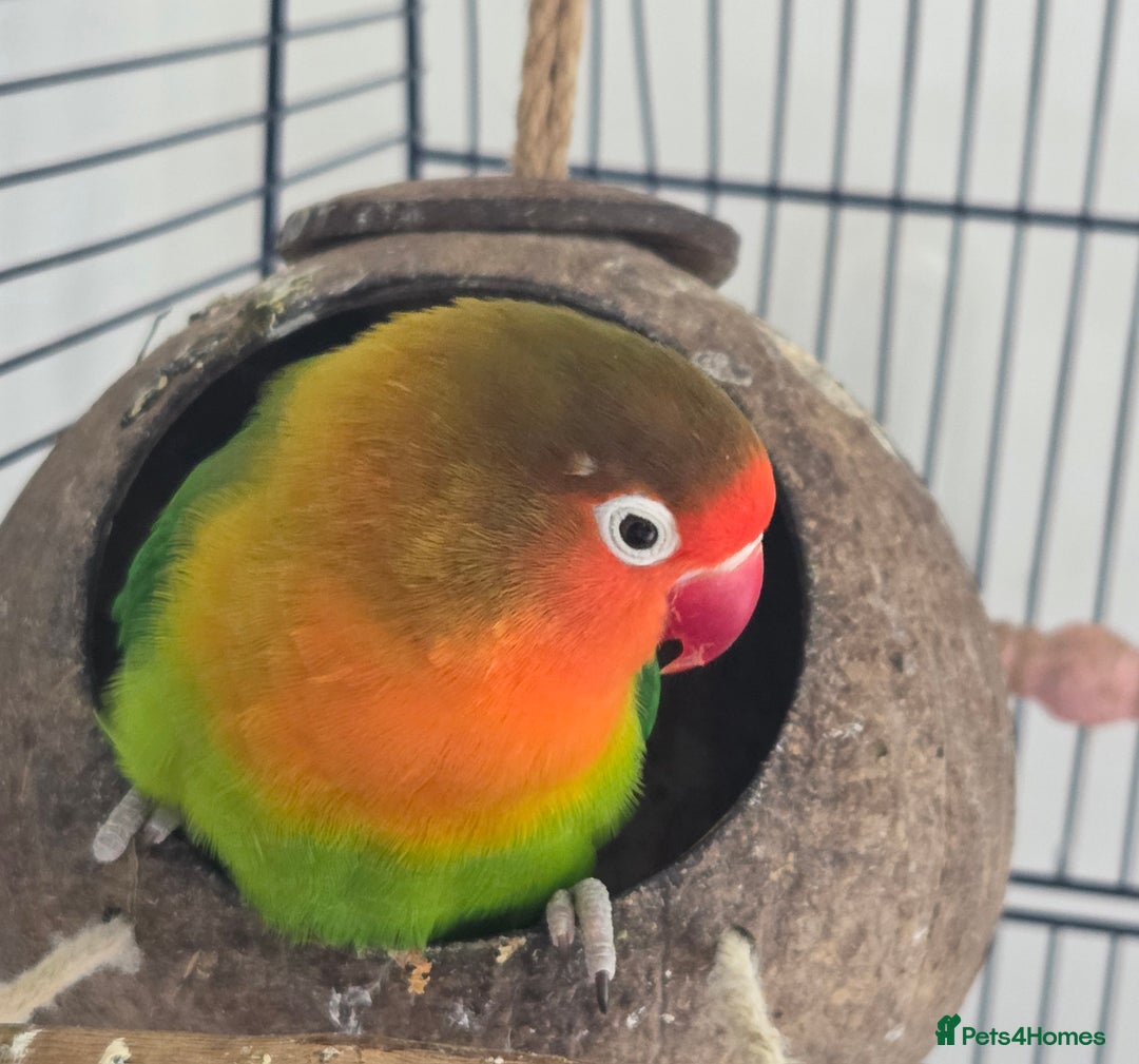 Lovebirds birds for sale: 2 lovebirds for sale - Image 3