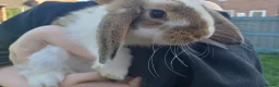 Mini Lop rabbits for sale: 2 male mini lop rabbits!!! - Advert 5
