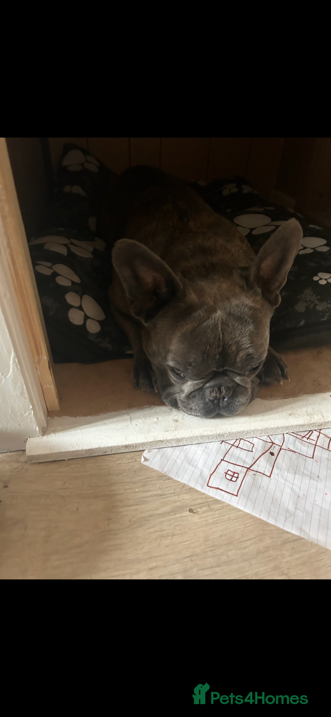 French Bulldog dogs for sale: Tyson  - Image 4