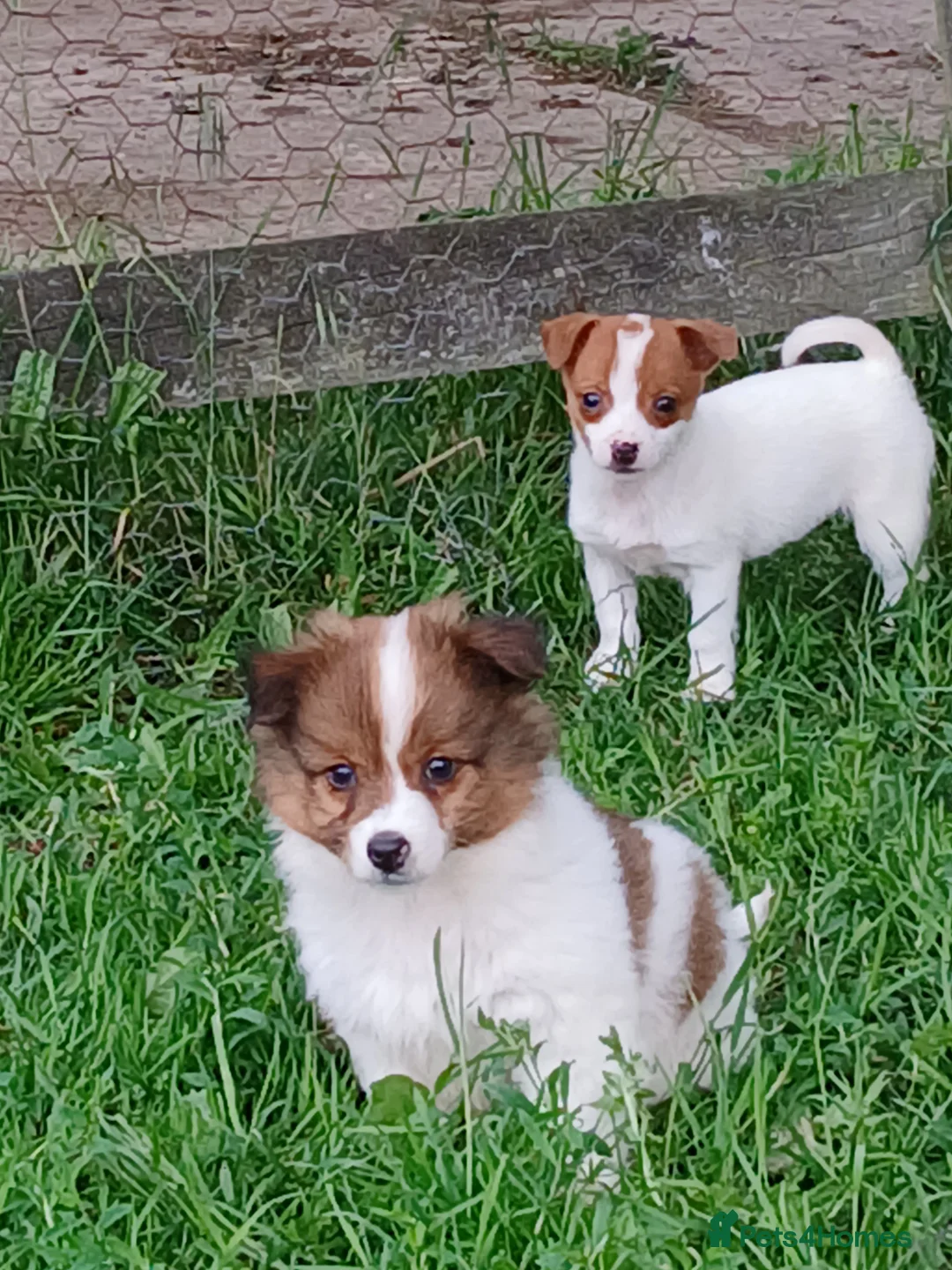 Jack Russell dogs for sale: 4 left jack Russel puppies 5 girls 1 boy £550  - Advert 2