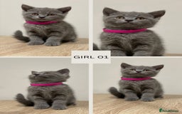 Mixed Breed cats for sale: 6 beautiful kittens ready for their new homes. - Image 2