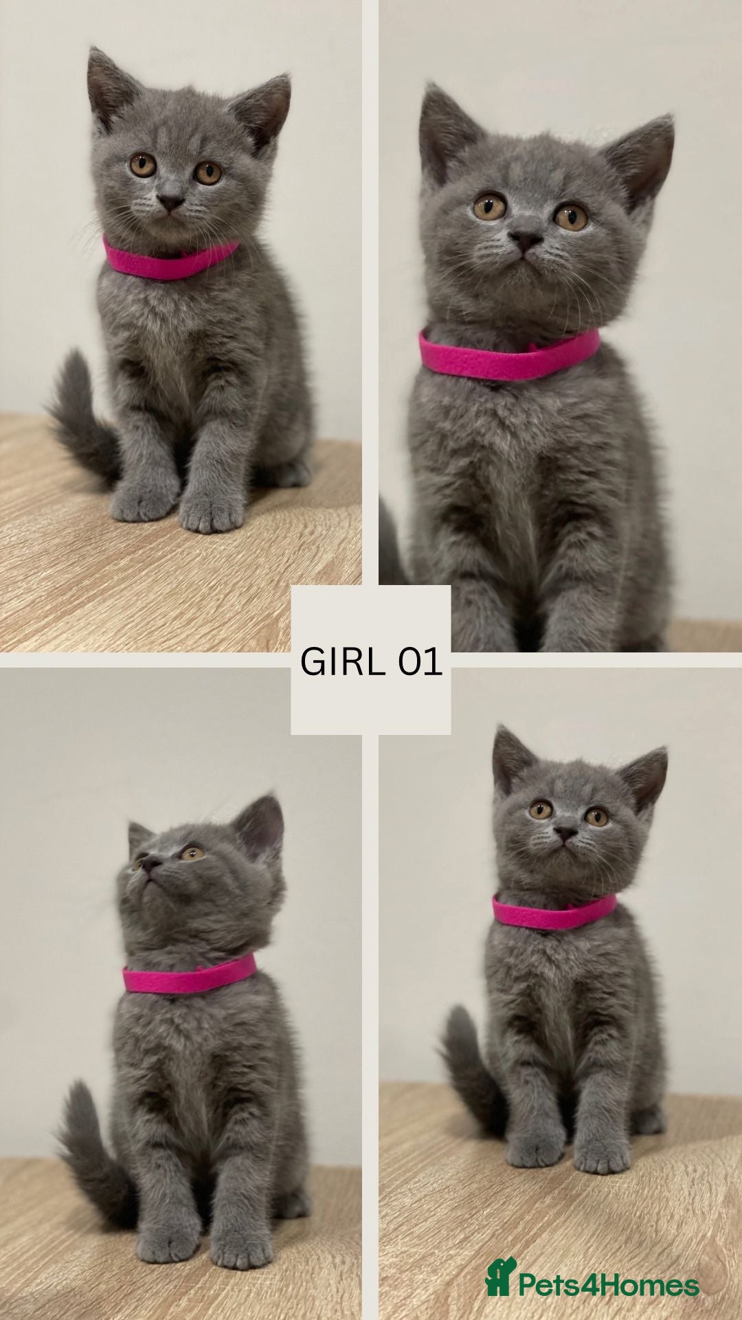 Mixed Breed cats for sale: 6 beautiful kittens ready for their new homes. - Image 2