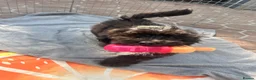 Lhasapoo dogs for sale: Lhasapoo puppies ready now!! - Advert 1