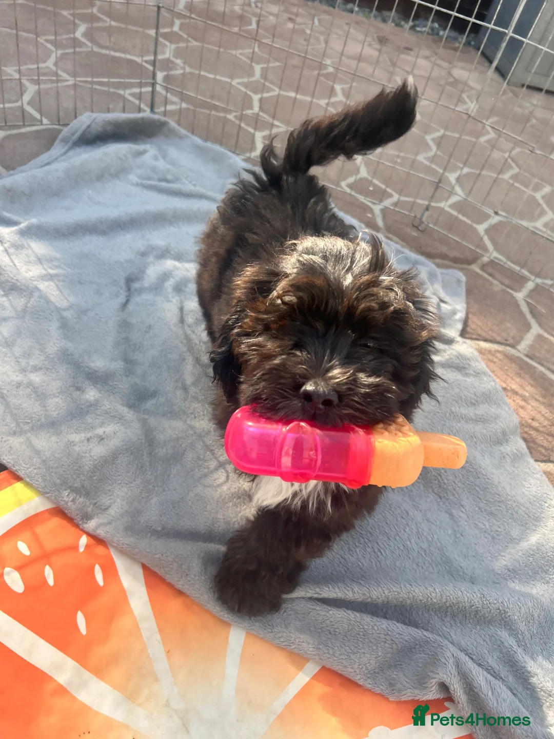 Lhasapoo dogs for sale: Lhasapoo puppies ready now!! - Advert 1