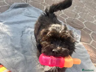 Lhasapoo dogs Lhasapoo puppies ready now!! - Advert 18