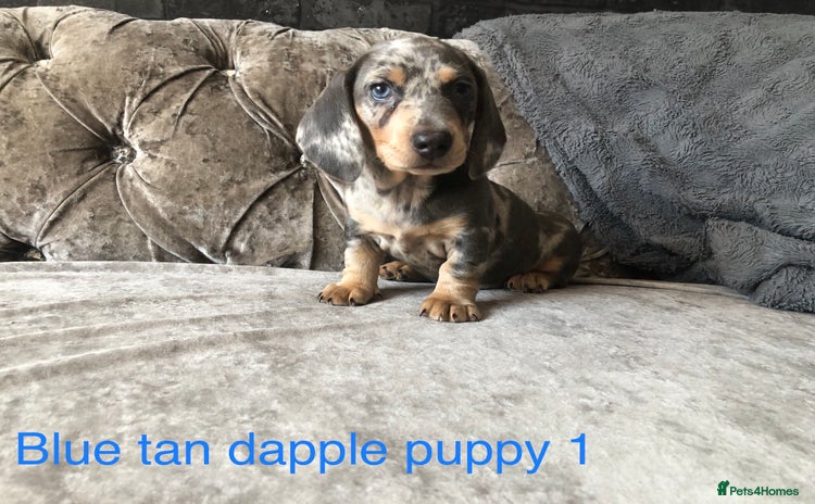 Miniature Dachshund dogs - Advert 13
