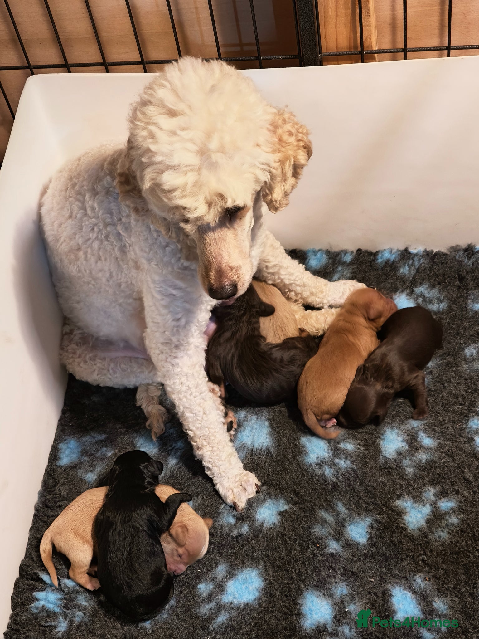 Cavapoo dogs Healthy F1 Cavapoo Puppies  - Advert 14