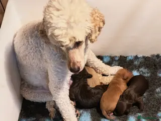 Cavapoo dogs Healthy F1 Cavapoo Puppies - Advert 13