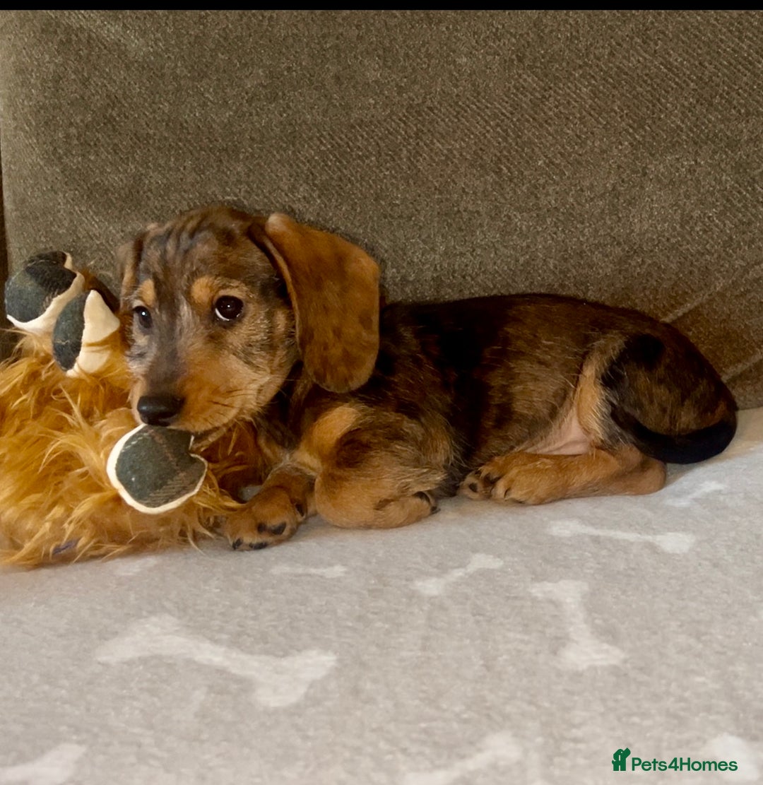 Dachshund dogs for sale: Ready now Wire haired standard x miniture puppy’s  - Advert 16