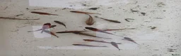 Shubunkins fish for sale: Baby Subunkins - Advert 2