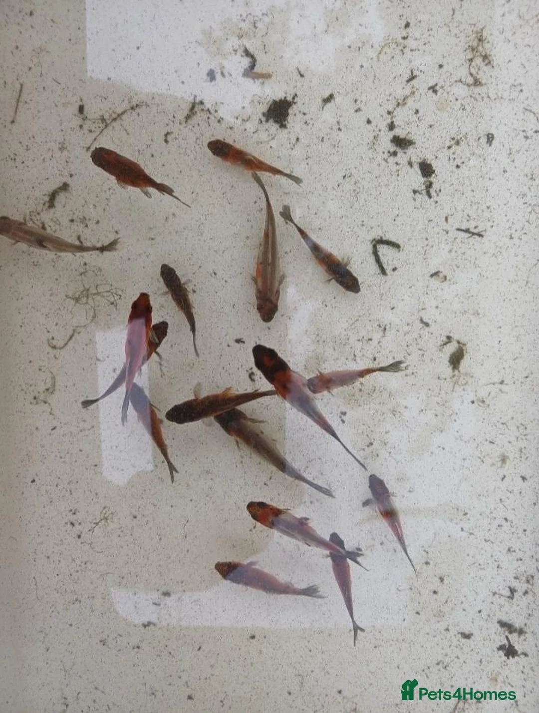 Shubunkins fish for sale: Baby Subunkins - Advert 2