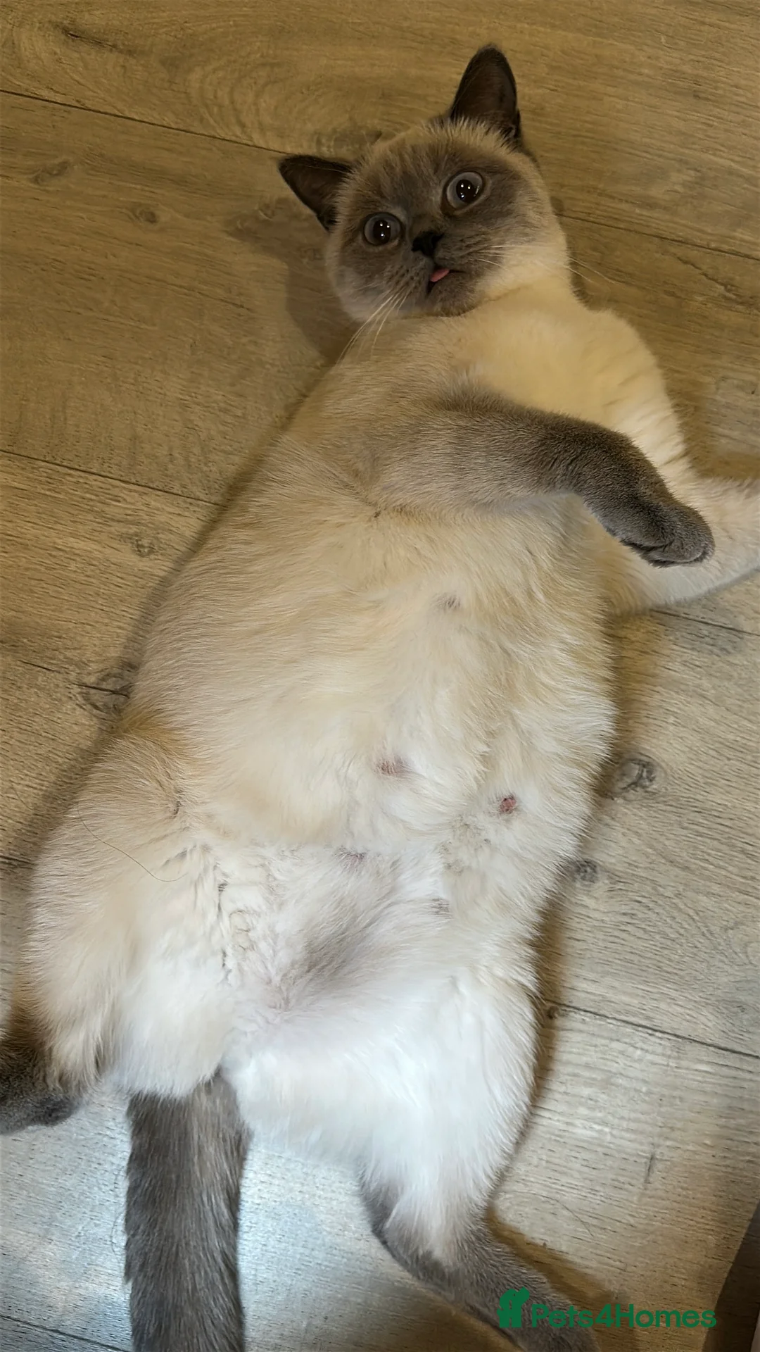 Mixed Breed cats for sale: Beautiful Ragdoll x BSH Kittens – 4 Available - Advert 11