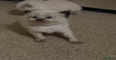 Ragdoll cats - Advert 1