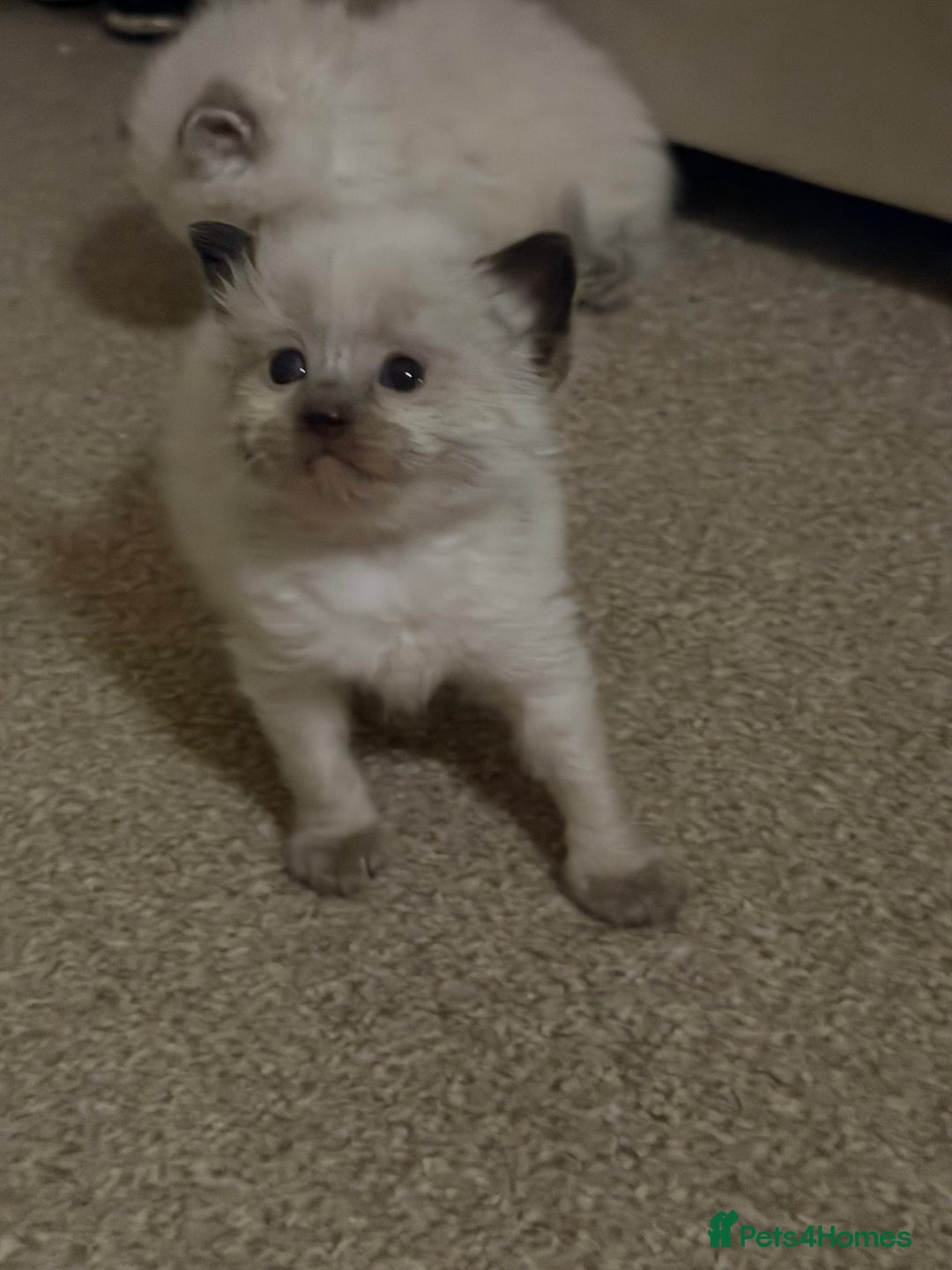 Ragdoll cats for sale: Ragdoll kittens  - Image 2