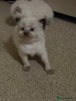 Ragdoll cats - Advert 1