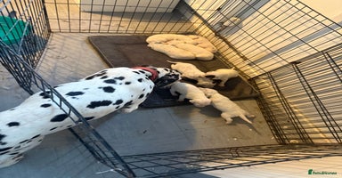 Dalmatian dogs - Advert 3