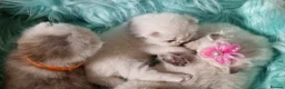 British Shorthair cats for sale: 💖GOLDEN & SILVER POINT BSH & BLH KITTENS💖 - Advert 11